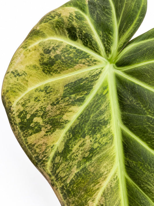 Alocasia Regal Shields Aurea Variegata Bulb – Variegated Alocasia