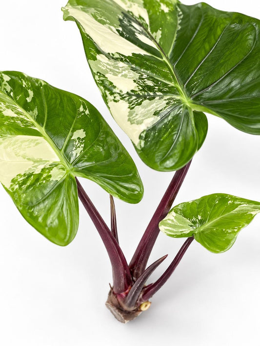 Alocasia Macrorrhiza Black Stem Albo Variegata Bulb – Variegated Alocasia