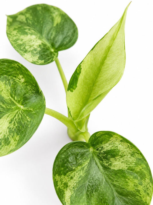 Alocasia Cucullata Aurea Mint Variegata Bulb – Variegated Alocasia