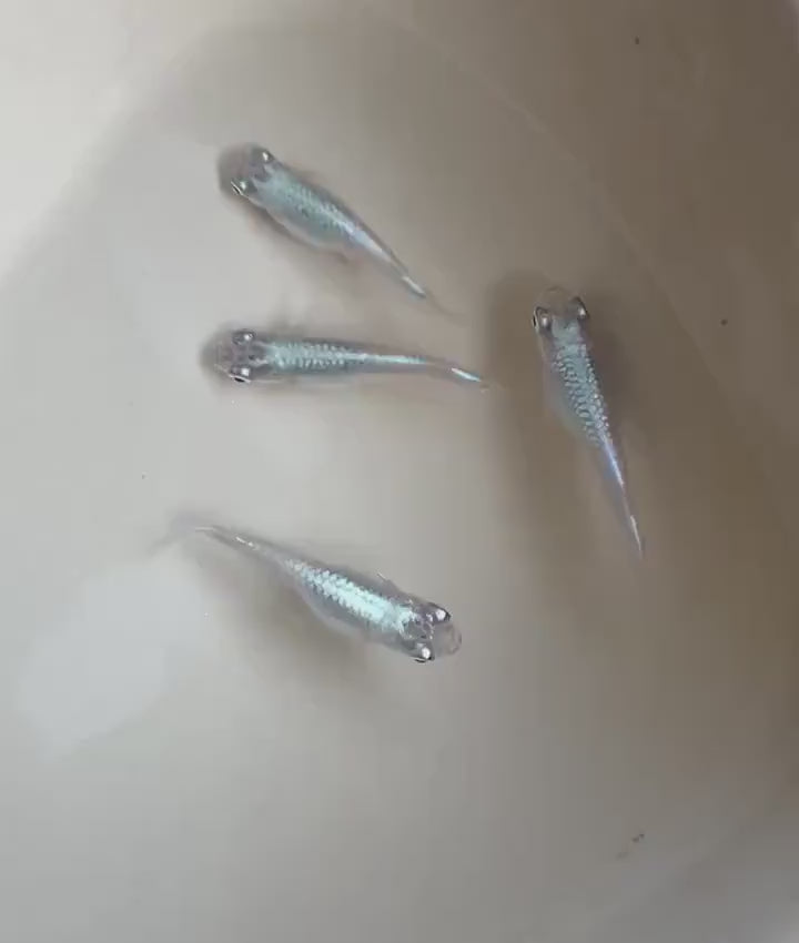 Japanese Rice Fish Eggs - Medaka Miyuki Blue