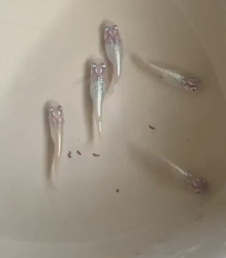 Japanese Rice Fish Eggs - Medaka Miyuki Silver