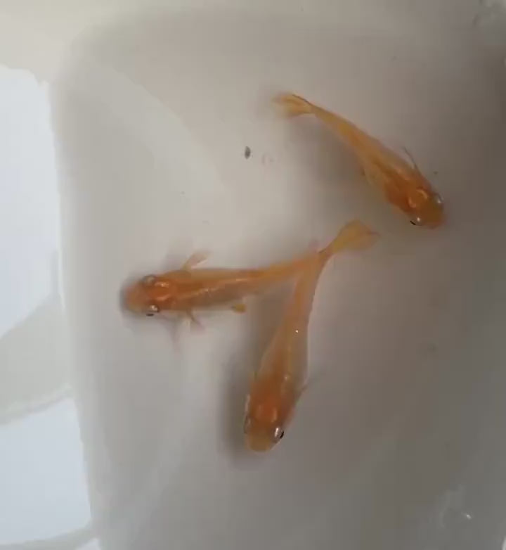 Japanese Rice Fish Eggs - Medaka Red King