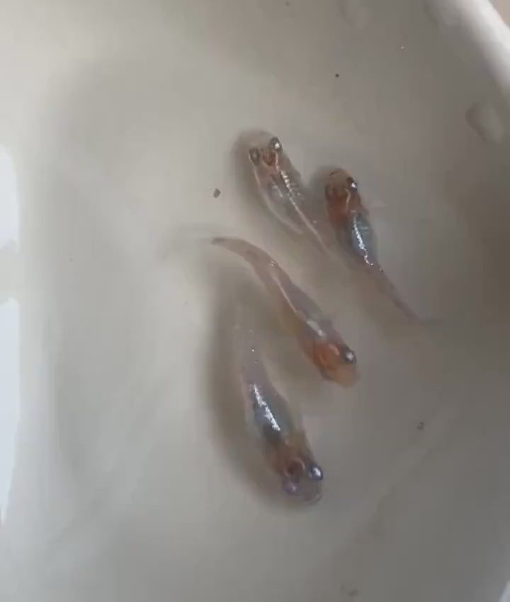 Japanese Rice Fish Eggs - Medaka Tricolor Miyuki