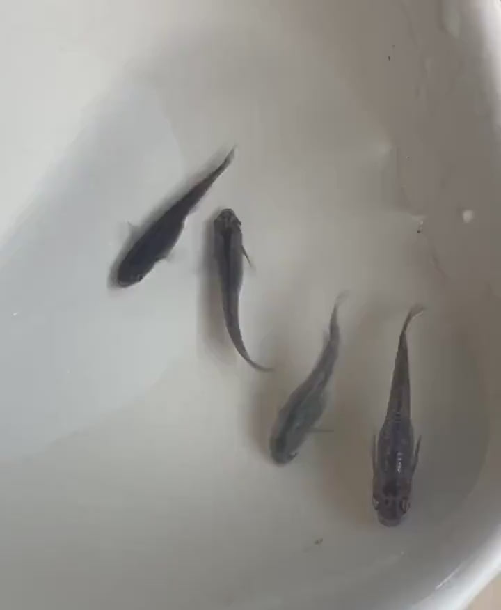 Japanese Rice Fish Eggs - Medaka Midnight/Black