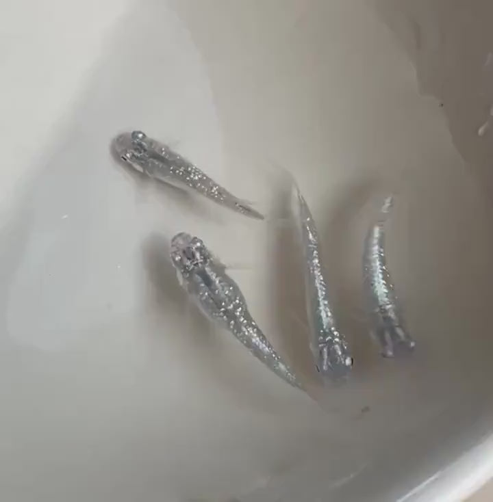 Japanese Rice Fish Eggs - Medaka Lame Silver