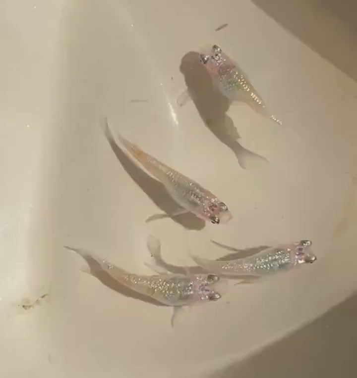 Japanese Rice Fish Eggs - Medaka Ulysses Cobalt